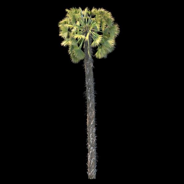 Trachycarpus